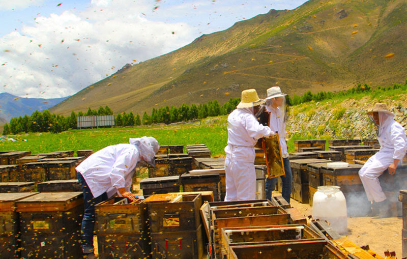 创业靠养蜂致富,90后养蜂创业小伙子