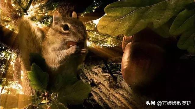 学英语启蒙50部英语动画片中文版,适合孩子学英语看的英语片