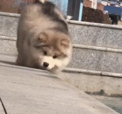 小时候可爱长大后霸气的阿拉斯加,帅气可爱的阿拉斯加