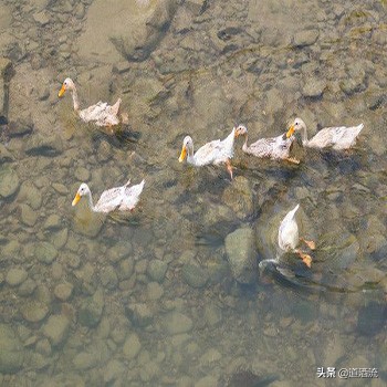 蛋鸭脱肛的解决方法,鸭脱肛的最佳方法