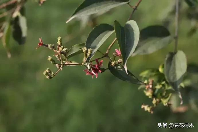 珍稀又漂亮的国家级保护植物,国家重点保护野生植物女神之花