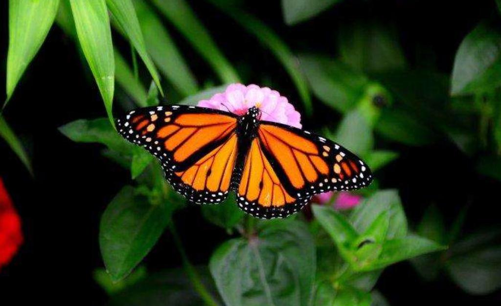 帝王蝶品种,帝王蝶宠物怎么选