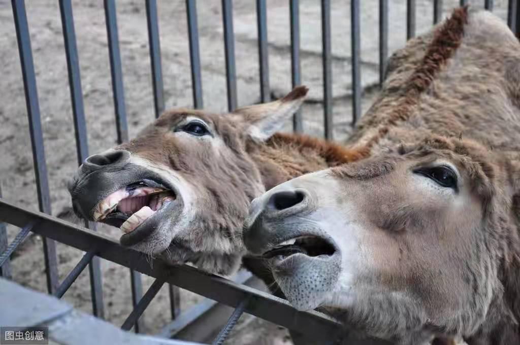 育肥猪得了呼吸道感染怎么办,育肥猪呼吸道疾病怎么治