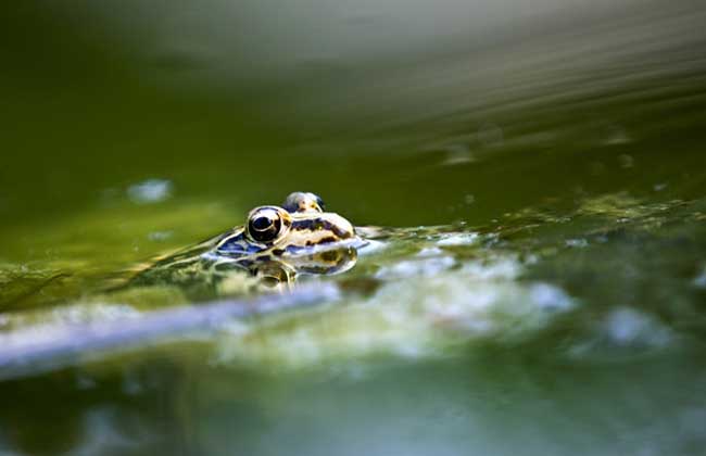 青蛙养殖基础知识视频,青蛙养殖的基本常识有哪些图片