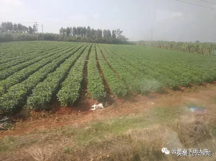 从湛江到海口火车,湛江到海口火车过海视频
