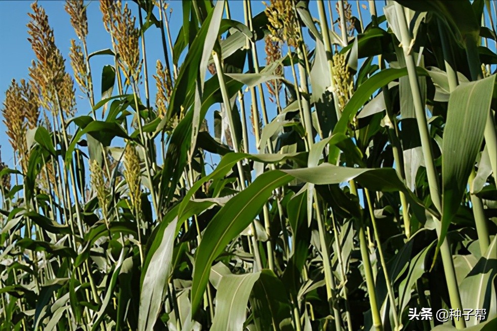 高品质高粱种植方法有哪些,种植什么品种的高粱收益高