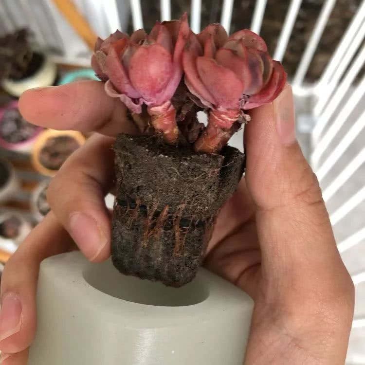 新手小白入坑多肉必看攻略,多肉新手入坑必备指南