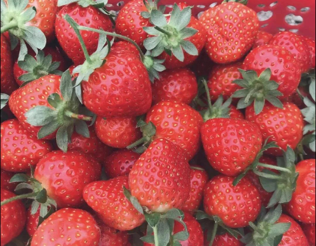 一个不出郑州的踏青好去处,天津春游公园推荐