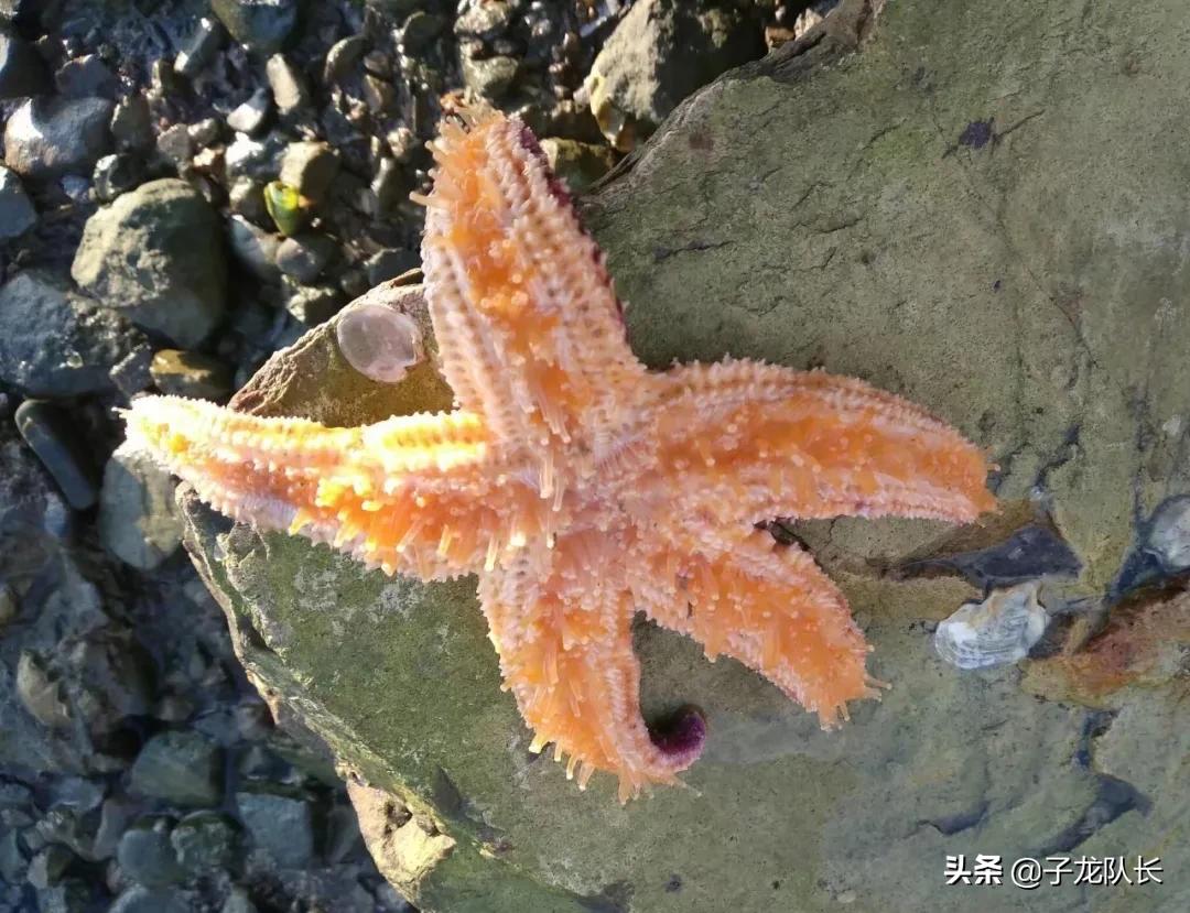 济南到灵山岛两日游旅行社,济南灵山岛旅游