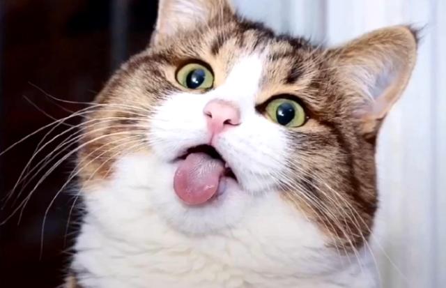 新手养猫公猫还是母猫好点,新手养猫选公的