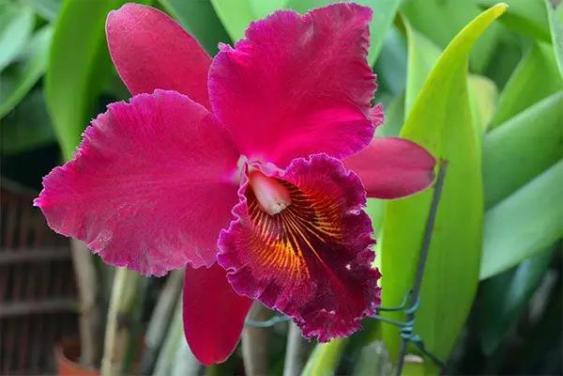 君子兰吊兰蝴蝶兰的图片,吊兰属不属于兰花的一种