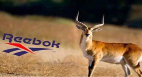 Reebok，yourmove由你做主