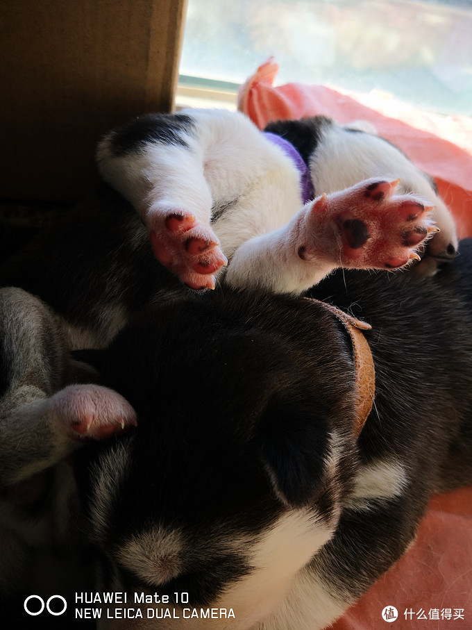 一次创世纪的生活体验—记哈士奇当妈妈