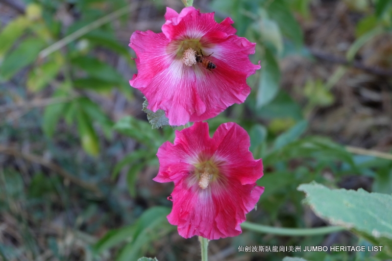 第3045回：人生一世草生一春，来如风雨去似微尘