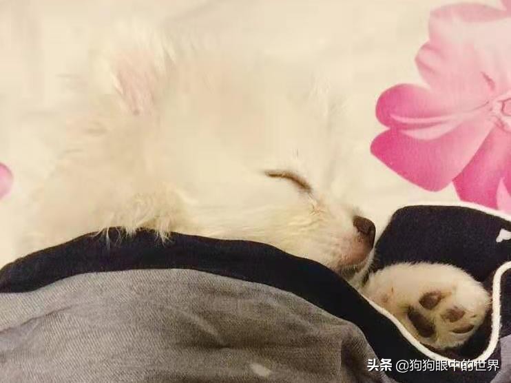 流浪狗治愈抑郁症,没想到自己竟然得了重度抑郁症