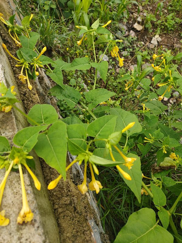 野生珍贵植物为什么少见了？