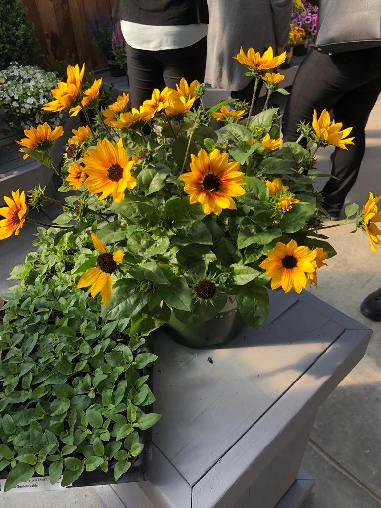 养花总是歪掉,养花别老浇水