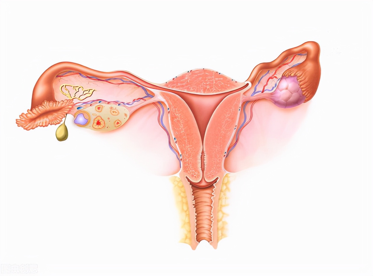 子宫除了胎儿还有什么,子宫真的重要吗