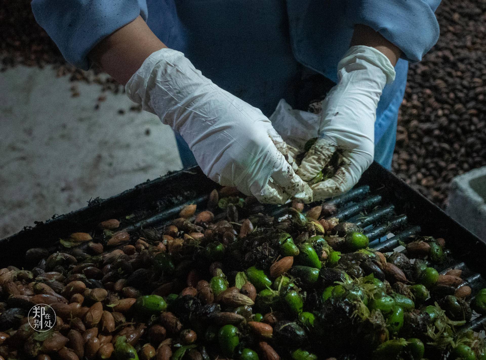 香榧古道,香榧古道徒步路线哪条景色美