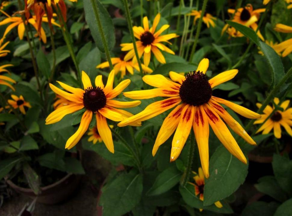 黑心菊开花持续时间,黑心菊冬天如何催花