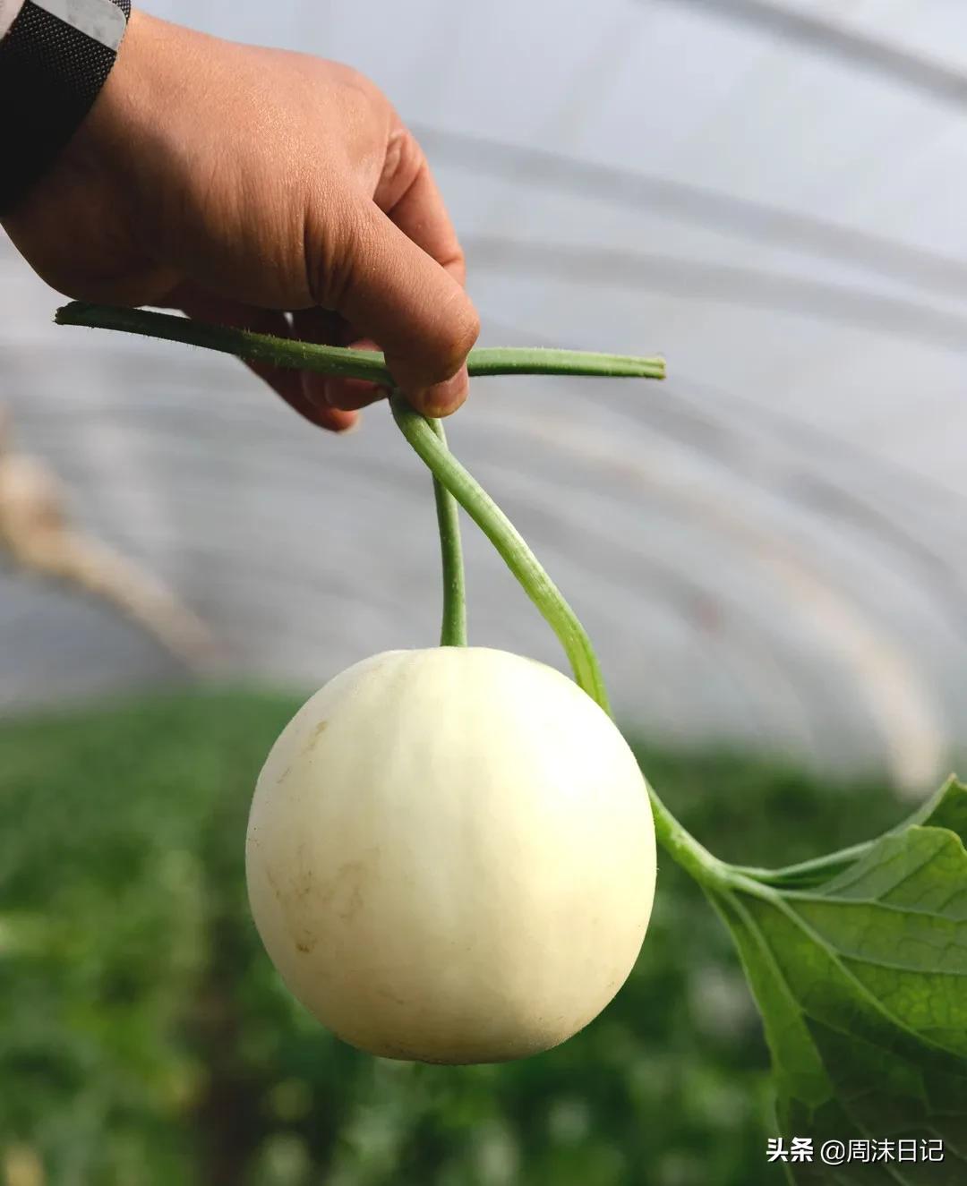 不甜不要钱！白玉甜瓜火了，脆嫩香甜多汁！全家老小都爱吃