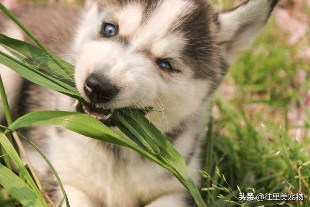 狗狗大便拉不出来拉回来还是软便,狗狗经常软便拉稀是什么原因