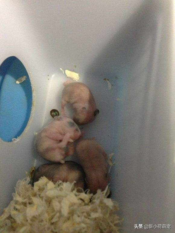 仓鼠肚子上出现红色的东西,仓鼠肚子上出了血还硬硬的