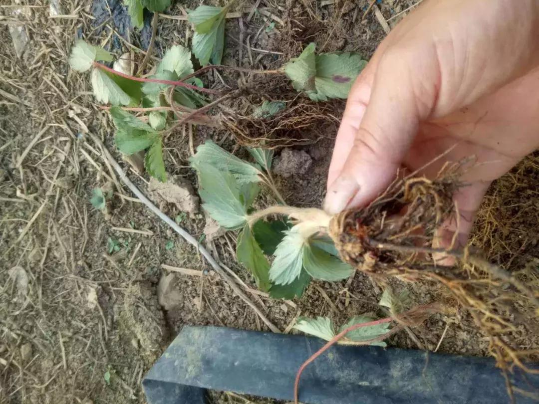 草莓幼果生长缓慢怎么回事,草莓缓苗慢怎么办