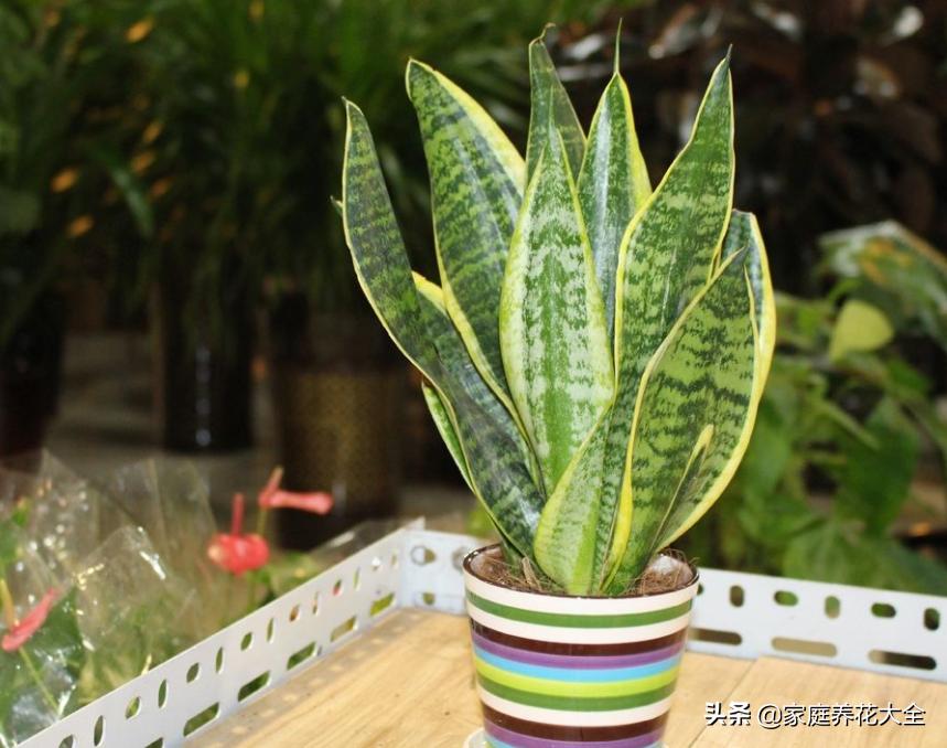 虎皮兰叶片有干瘪的地方怎么回事,虎皮兰的叶子干瘪怎么补救