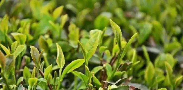 日照未来可期最新消息,日照即将有大变化