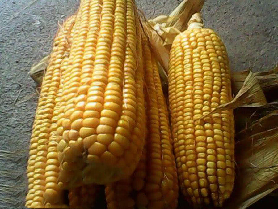 玉米粒钓大鱼最佳钓鱼方法,如何正确用玉米粒钓鱼