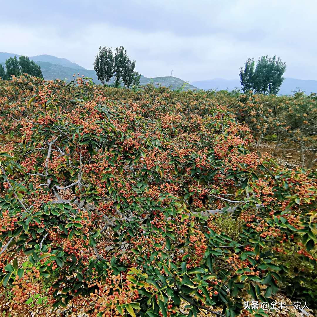花椒好吃但是摘花椒也辛苦,教给大家采摘花椒的小技巧