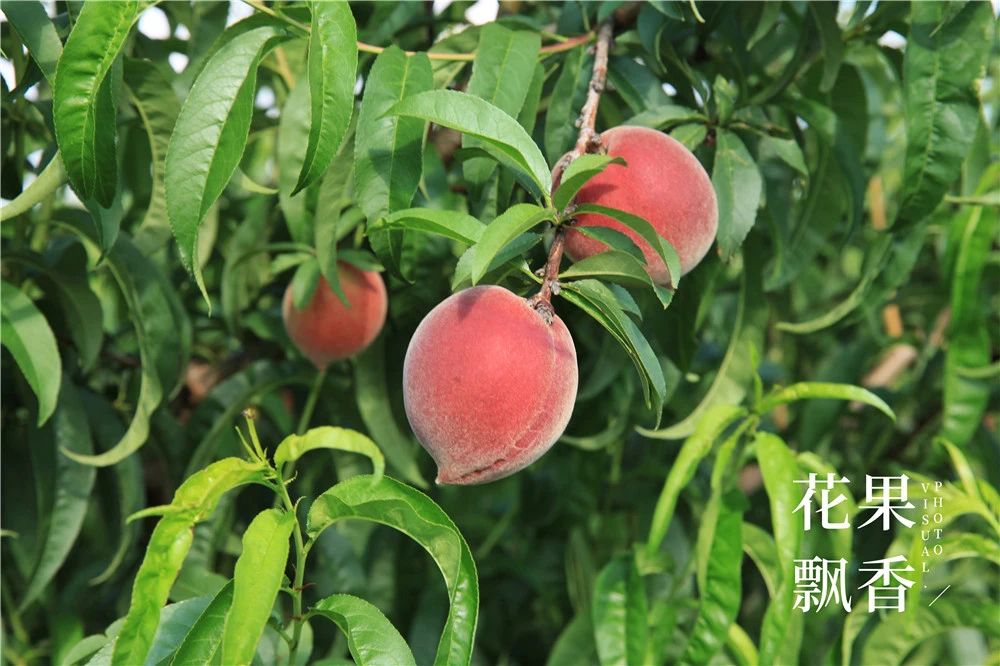 果园防雹网一亩地要多少钱,果园防雹网支架安装尺寸