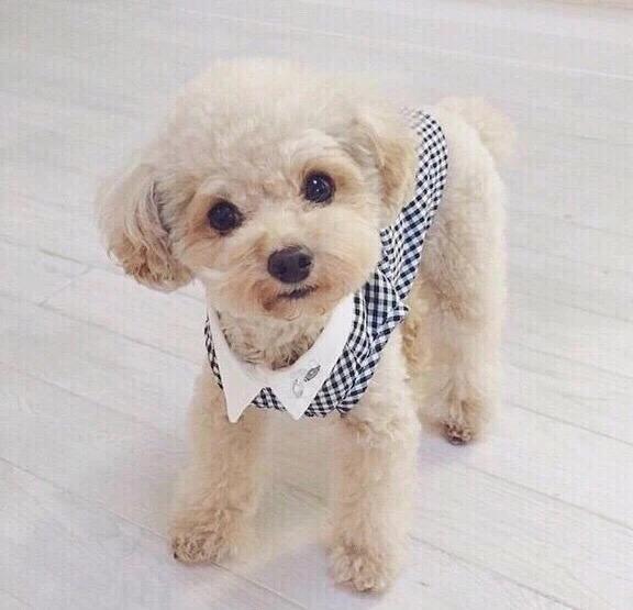 怎么挑选纯种黑贵宾,巨型贵宾纯种怎么看