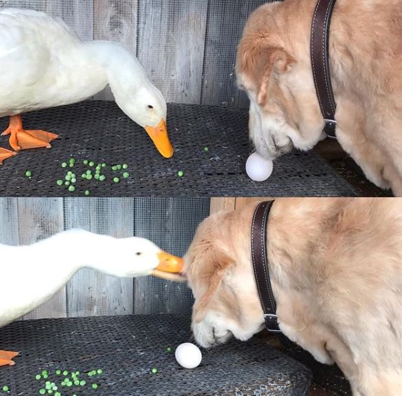 被大鹅欺负的金毛,金毛老是被鸭子欺负