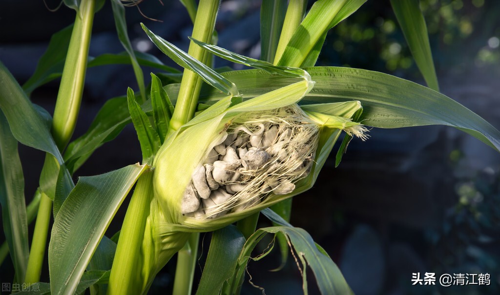 种子质量标准包括哪些,种子质量有问题造成减产怎么处理