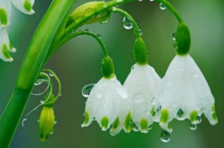公认最美的十种花,十大最漂亮花风景