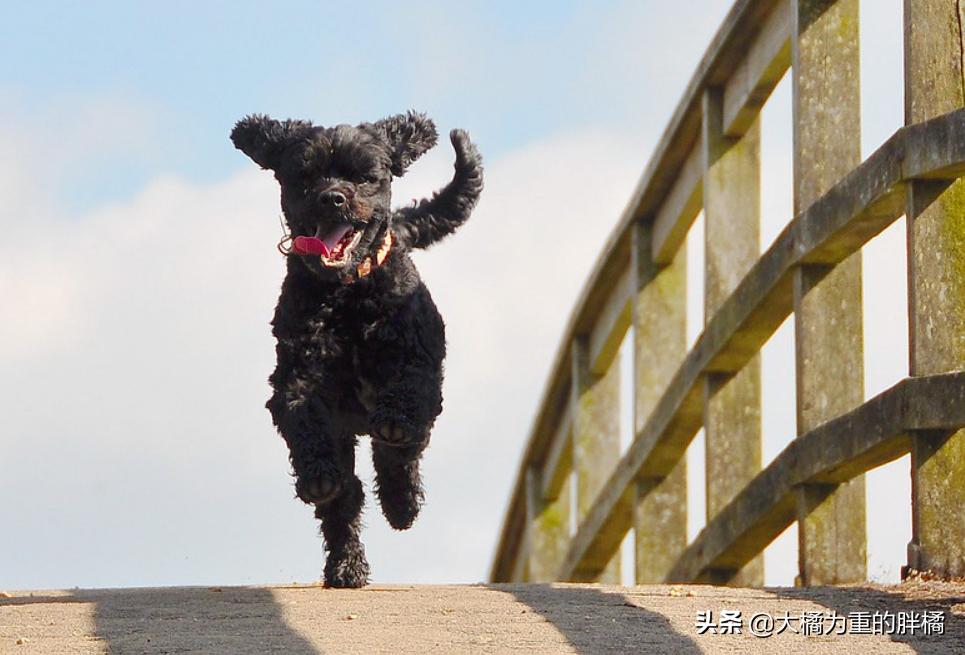 特好养的5种狗狗你不养一只吗,这七种狗狗非常好养