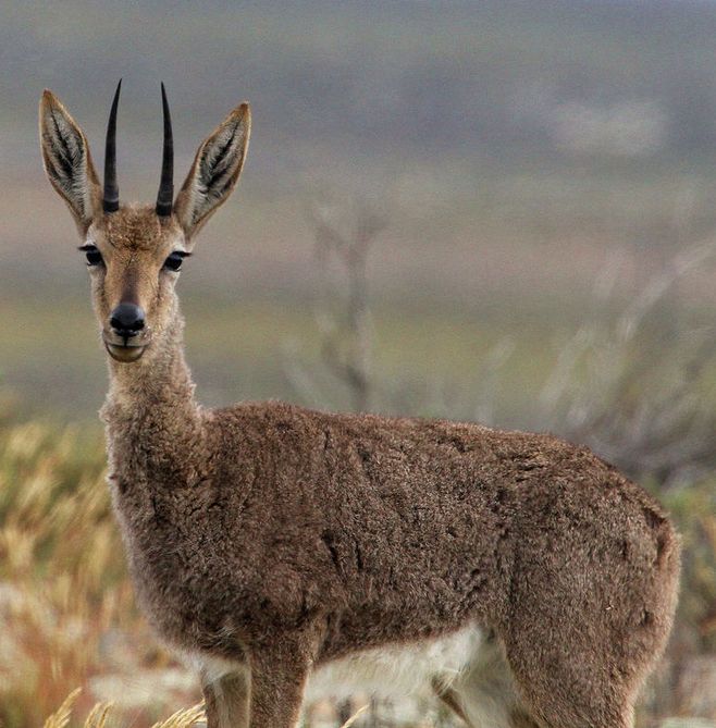 非洲牛科,物种繁多,来认识一下非洲大陆的各种羚羊吧