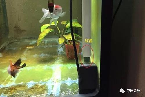 家庭鱼缸金鱼养殖技术视频,养金鱼一定要用增氧泵吗