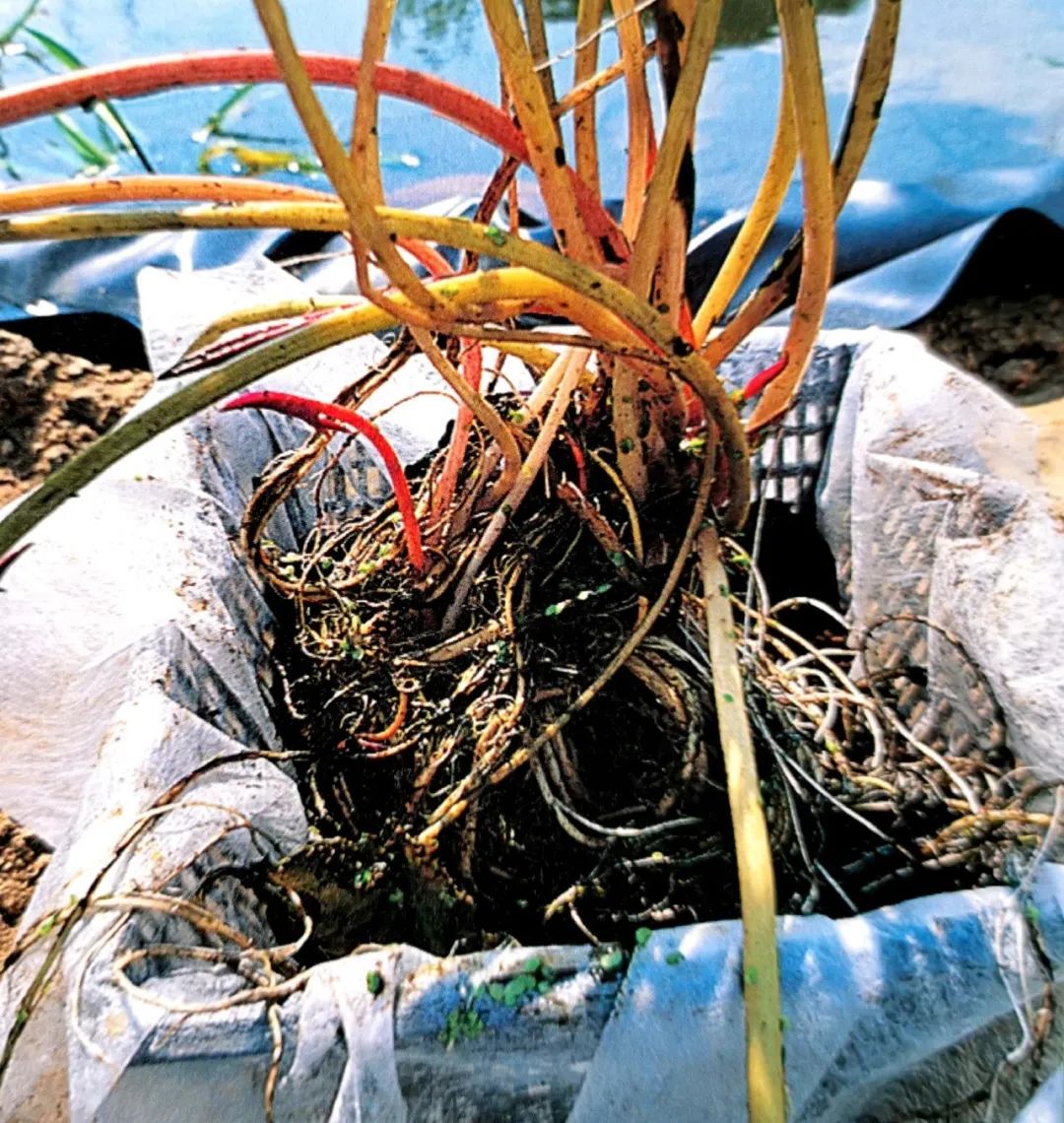 池塘种植水生植物技巧,1.5米深水池塘里睡莲的种植方法