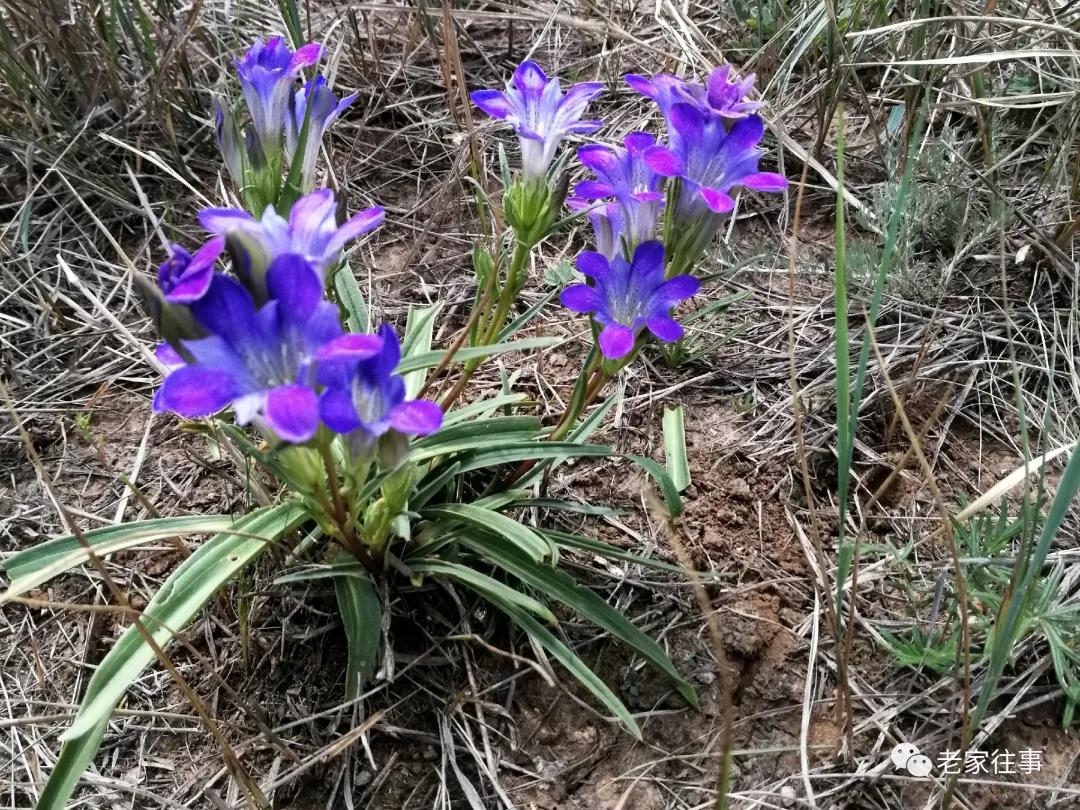 老家的印象和往事 (老家的印象介绍)