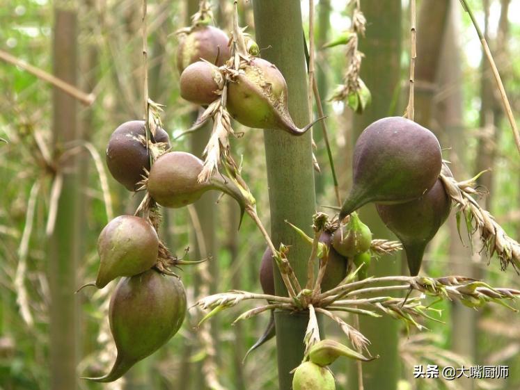 竹子开花结果而且果实又脆又甜,会开花结白籽的竹子