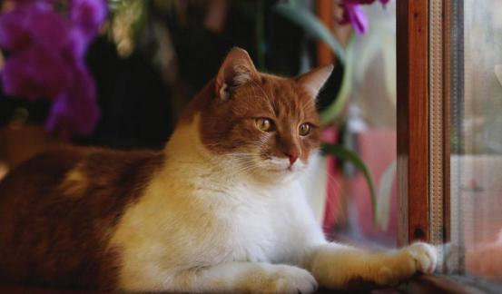猫咪总是看窗外是什么原因呢,猫咪盯着窗外看