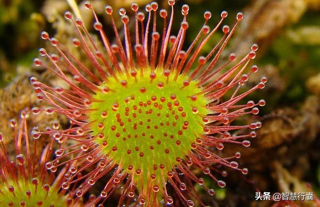 自然界中会“捕猎”的食虫植物,十种可以捕食虫子的植物