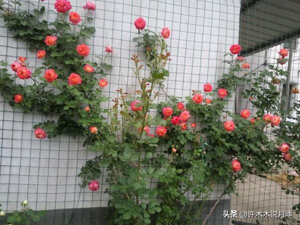 什么花藤好养又常年开花,花期长好看又好养的藤花