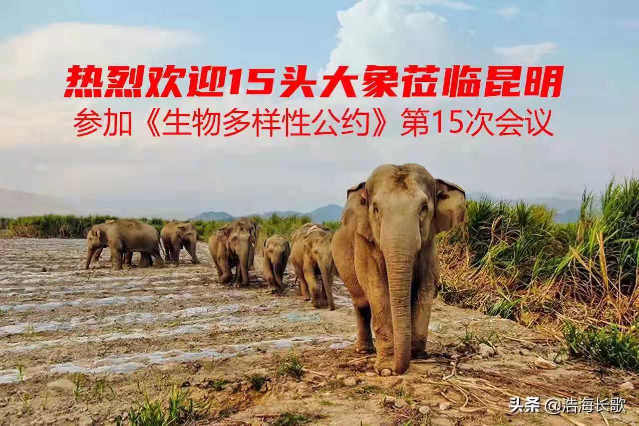 今年最火爆的七星级团综：亚洲象北漂