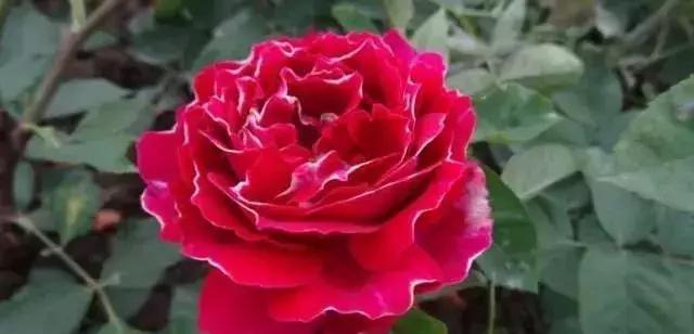 100种玫瑰的名字和图片,100种玫瑰品种科普你都认识吗