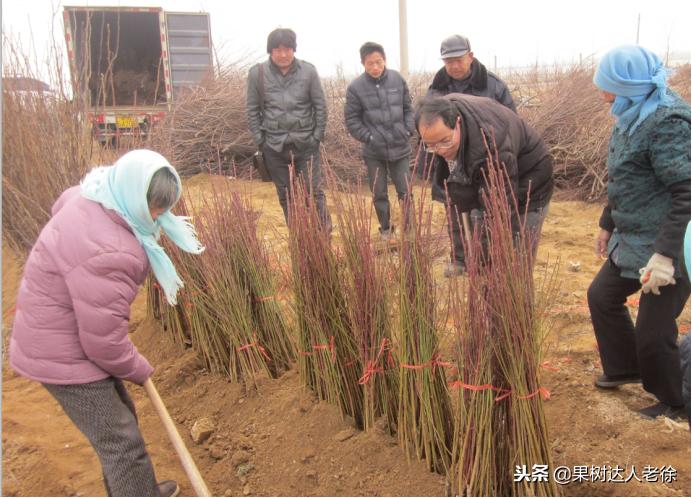 种植桃树的间距是很有讲究的,科学合理的种植模式