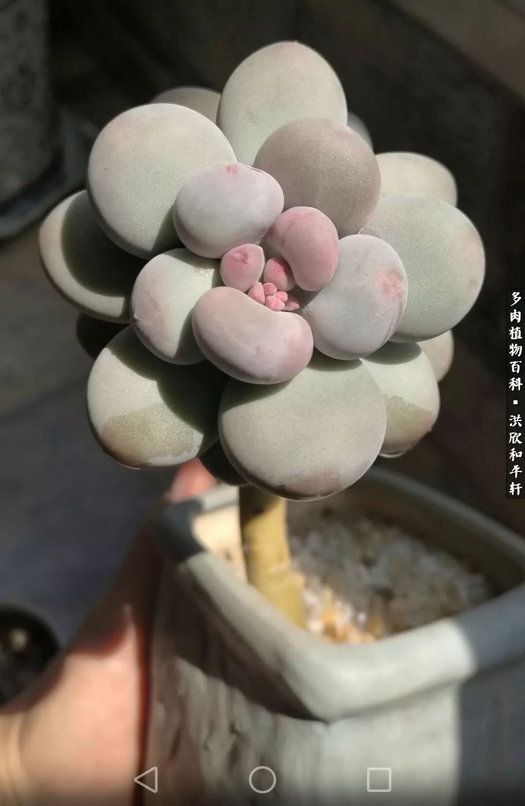 多肉的四季轮回,四季轮回多肉